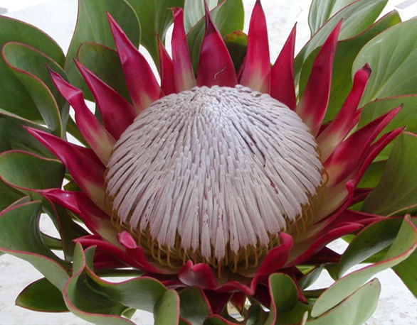 Protea King Red Rex - Protea - Proteas and Leucadendrons - Flowers by ...